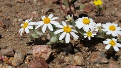 Eriophyllum wallacei rubellum