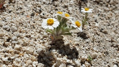 Eriophyllum wallacei rubellum