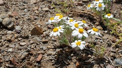 Eriophyllum wallacei rubellum