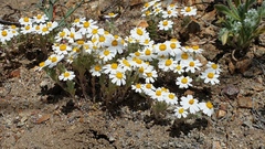 Eriophyllum wallacei rubellum
