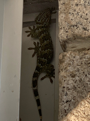 Gekko reevesii
