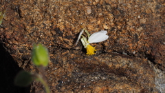 Eriophyllum wallacei rubellum