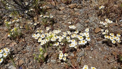 Eriophyllum wallacei rubellum