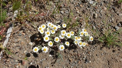 Eriophyllum wallacei rubellum