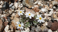 Eriophyllum wallacei rubellum