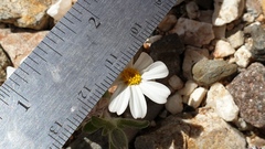 Eriophyllum wallacei rubellum