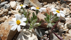 Eriophyllum wallacei rubellum