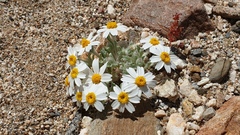 Eriophyllum wallacei rubellum