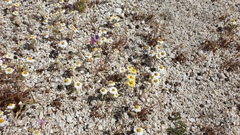 Eriophyllum wallacei rubellum