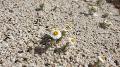 Eriophyllum wallacei rubellum