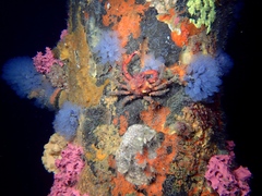 Schizophrys rufescens
