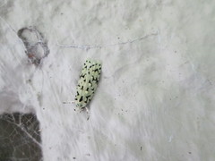 Izatha peroneanella