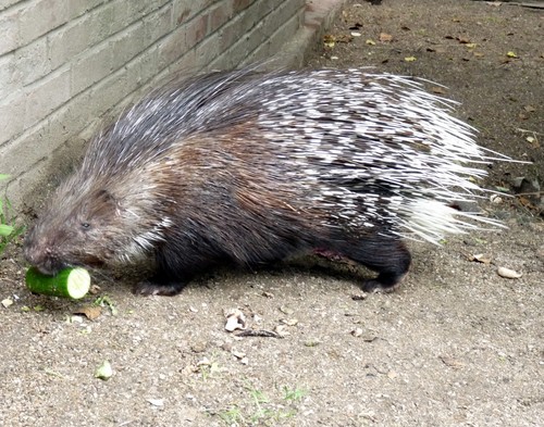 Crested Porcupine