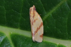 Clepsis pallidana