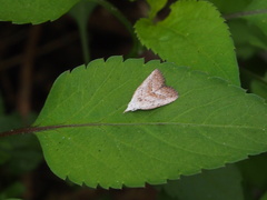 Meganola brunellus