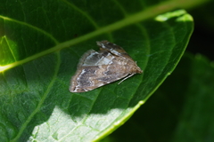 Elophila turbata