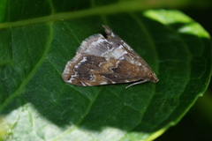 Elophila turbata