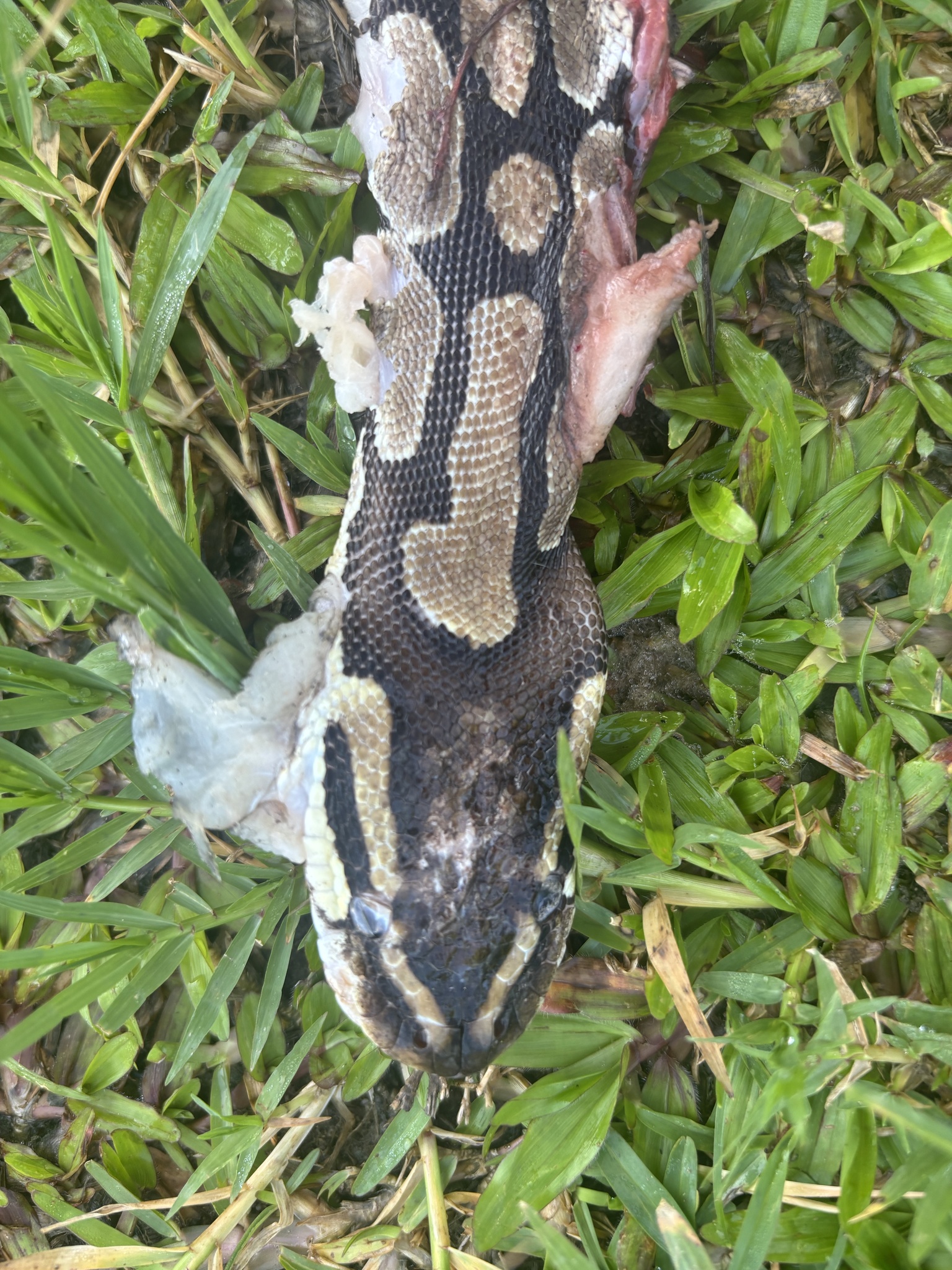 Python regius