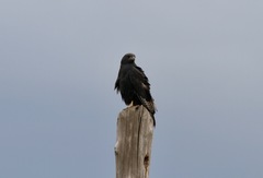 Buteo augur
