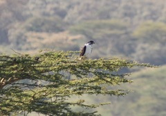 Buteo augur