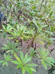 Pelliciera rhizophorae