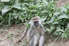 Chlorocebus pygerythrus hilgerti
