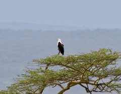 Haliaeetus vocifer