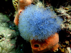 Clavelina moluccensis