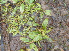 Potamogeton spirillus