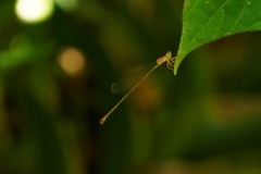 Teinobasis rufithorax