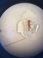 Zelandobius