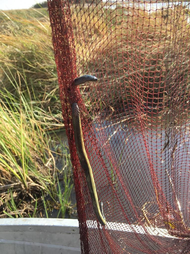 Eastern Striped Swamp Snake