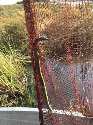 Bangweulu Water Snake
