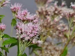 Eupatorium cannabinum