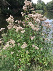 Eupatorium cannabinum