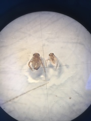 Nepomorpha