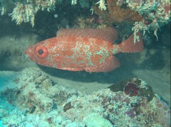 Silver Big-Eye photo 3
