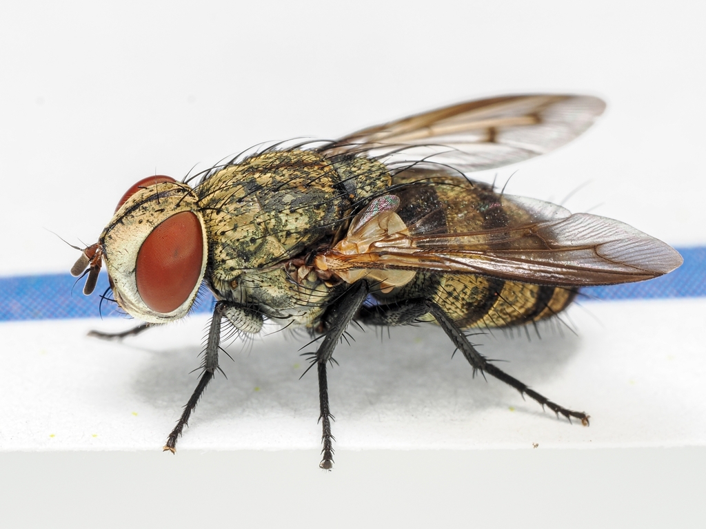 Hoplacephala linearis