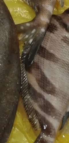 Cheilodactylus quadricornis observed 2021-01-10