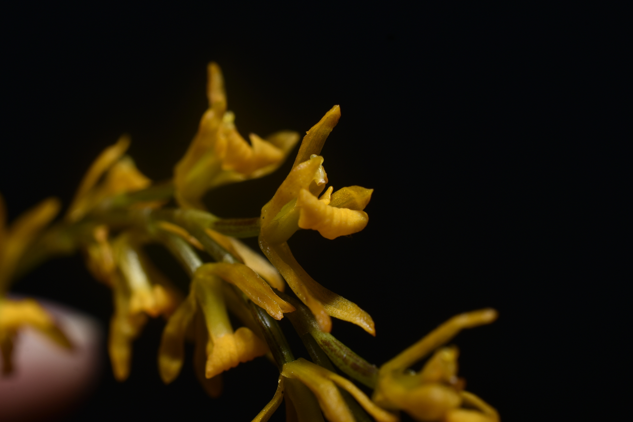 Cyrtochilum aurantiacum (G.Gerlach & T.Franke) Dalström