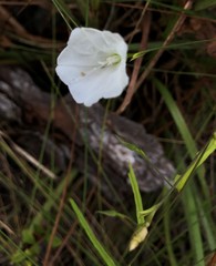 Stylisma patens angustifolia