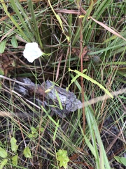 Stylisma patens angustifolia