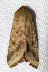 Australothis rubrescens