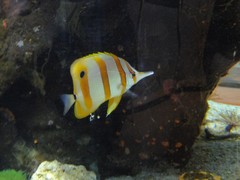 Chaetodontidae