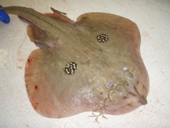 Leucoraja naevus