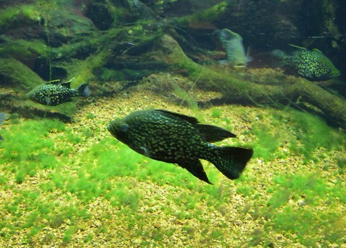 Marakely (Paratilapia polleni) — Cichlidae — 5
