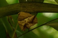 Yoma sabina