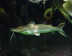 Pseudoplatystoma