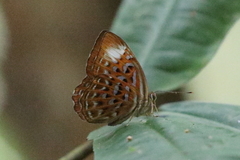Taxila haquinus