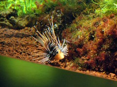 Pterois